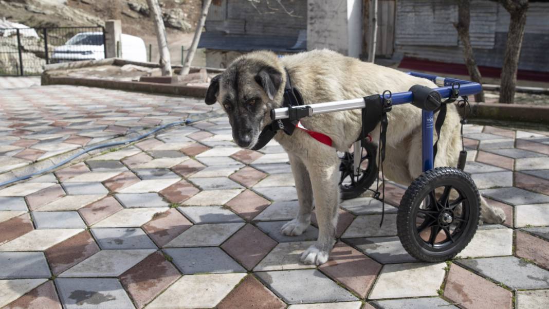 'Gümüş' hayata adım attı 5